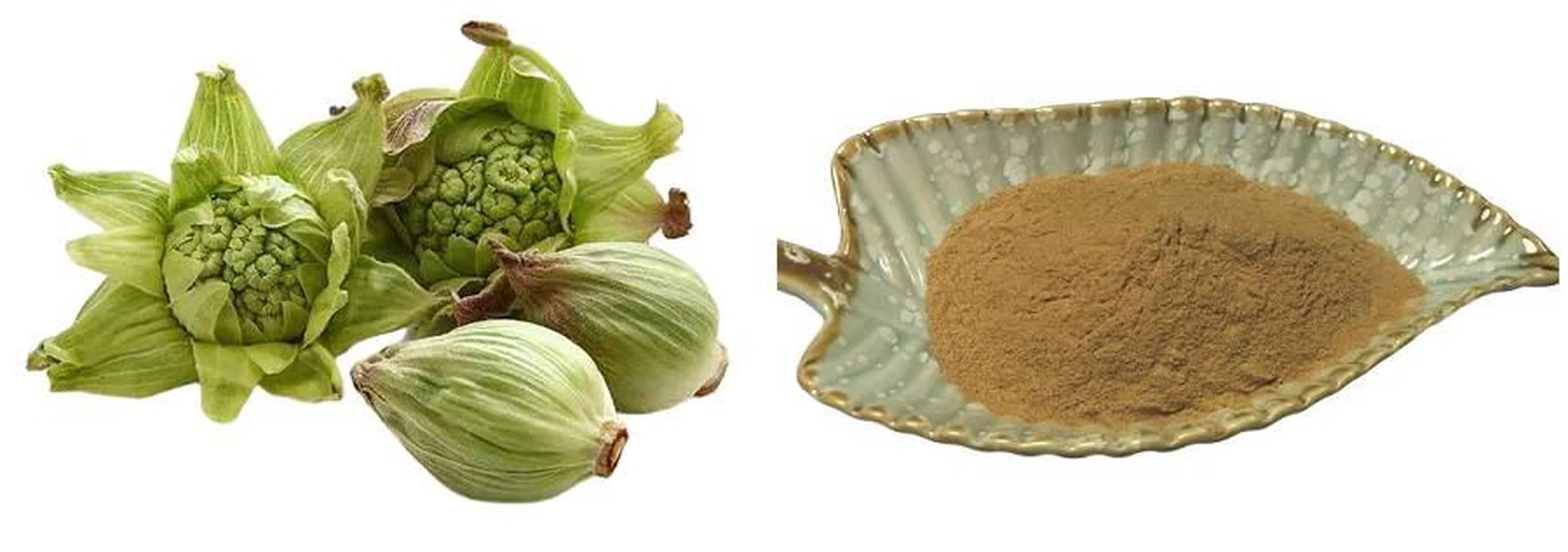 butterbur extract butterbur extract