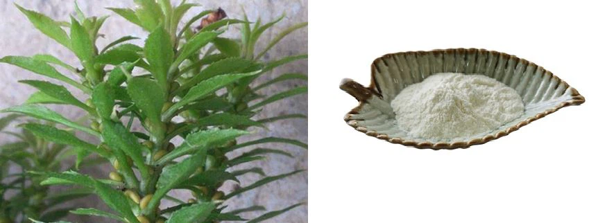 Huperzine A 1% Powder