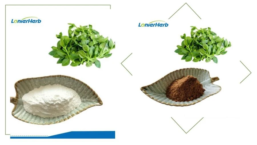 Andrographolide,Andrographis Paniculata Extract Andrographolide,Andrographis Paniculata Extract