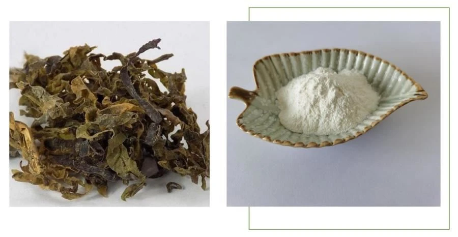 Fucoidan Extract Powder, Fucoidan Powder Fucoidan Extract Powder, Fucoidan Powder