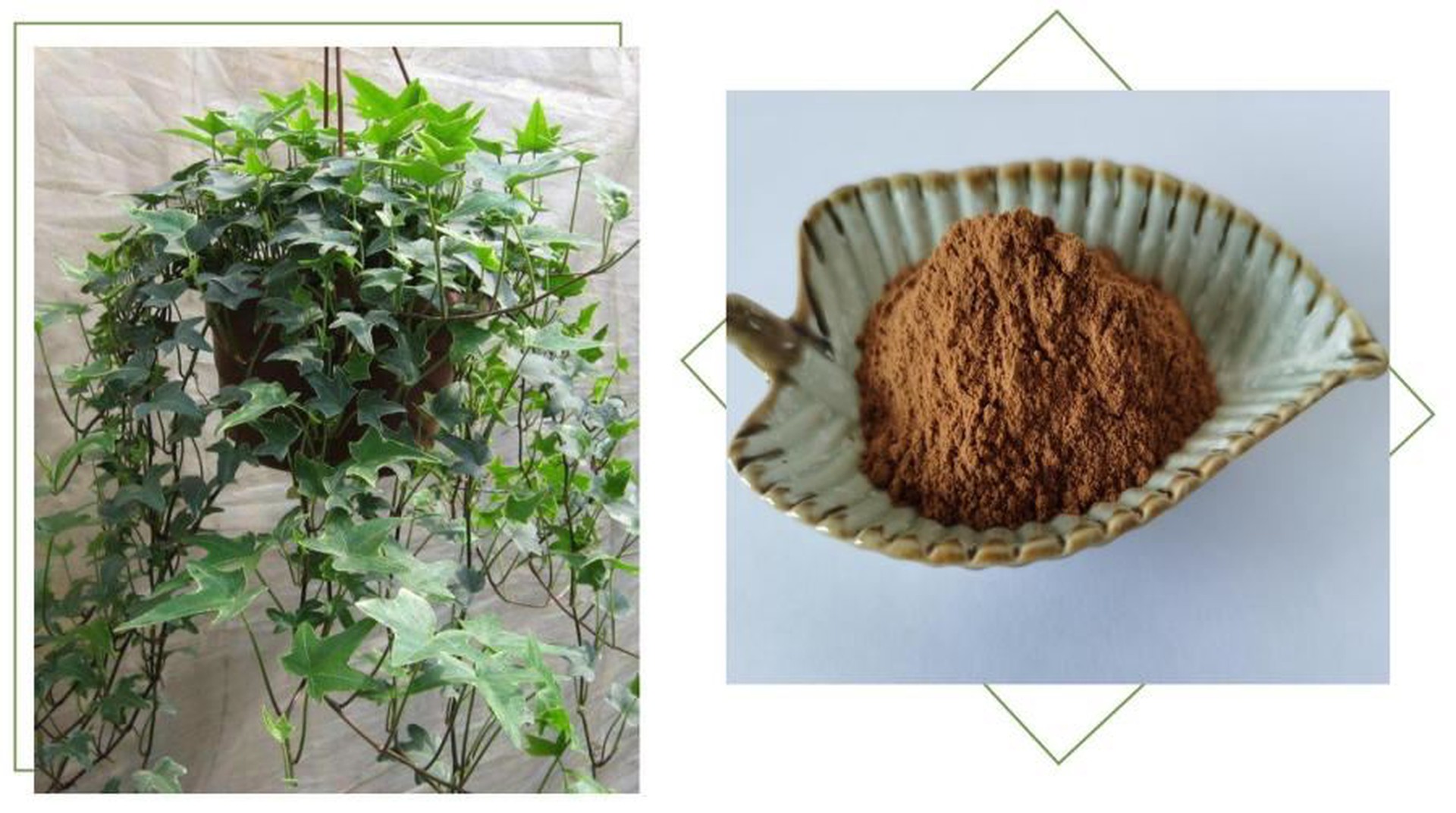 Ivy Leaf Extract, 10% Hederacosides Ivy Leaf Extract, 10% Hederacosides