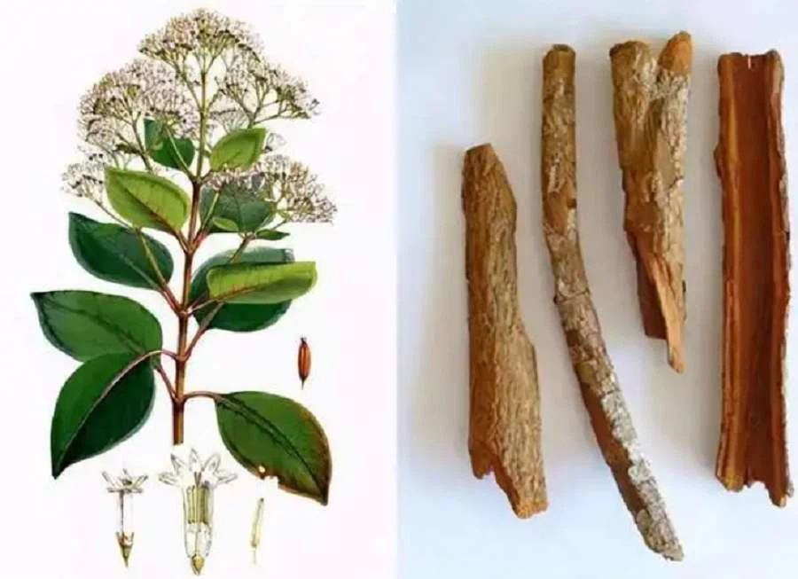 Cinchona Extract Powder Cinchona Extract Powder