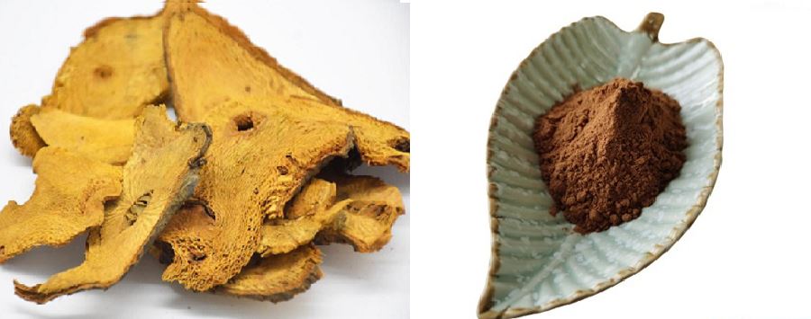 japanese knotweed extract Factory