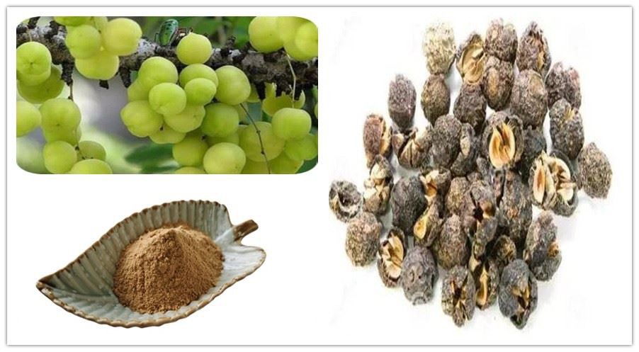 Amla Fruit Extract Supplier