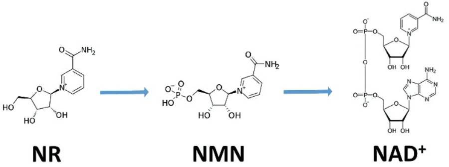 Beta Nicotinamide Mononucleotide