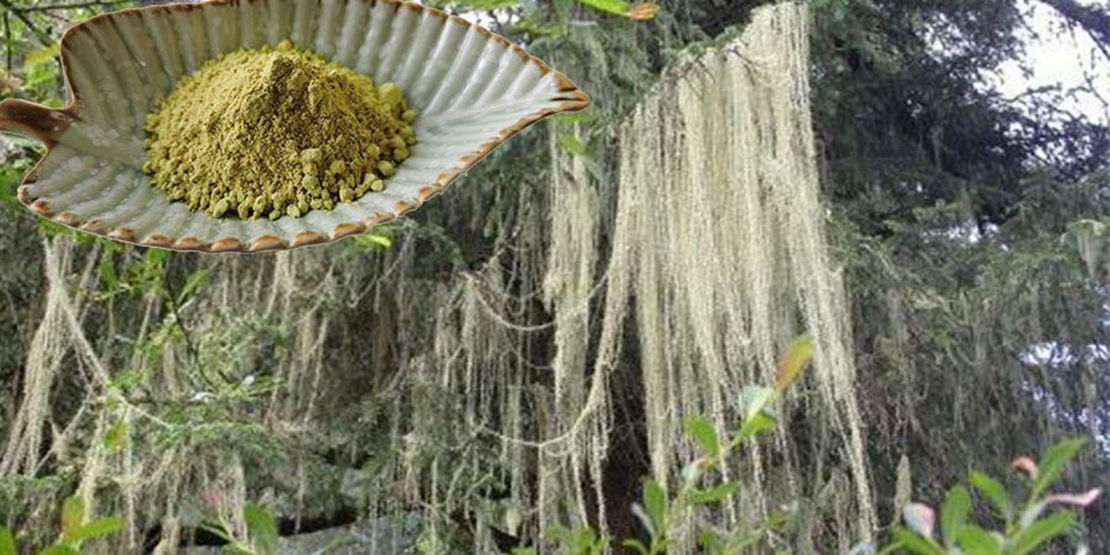 Usnic Acid Usnic Acid