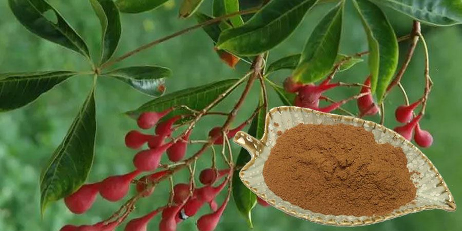 Palmaria Palmata Extract Powder Palmaria Palmata Extract Powder