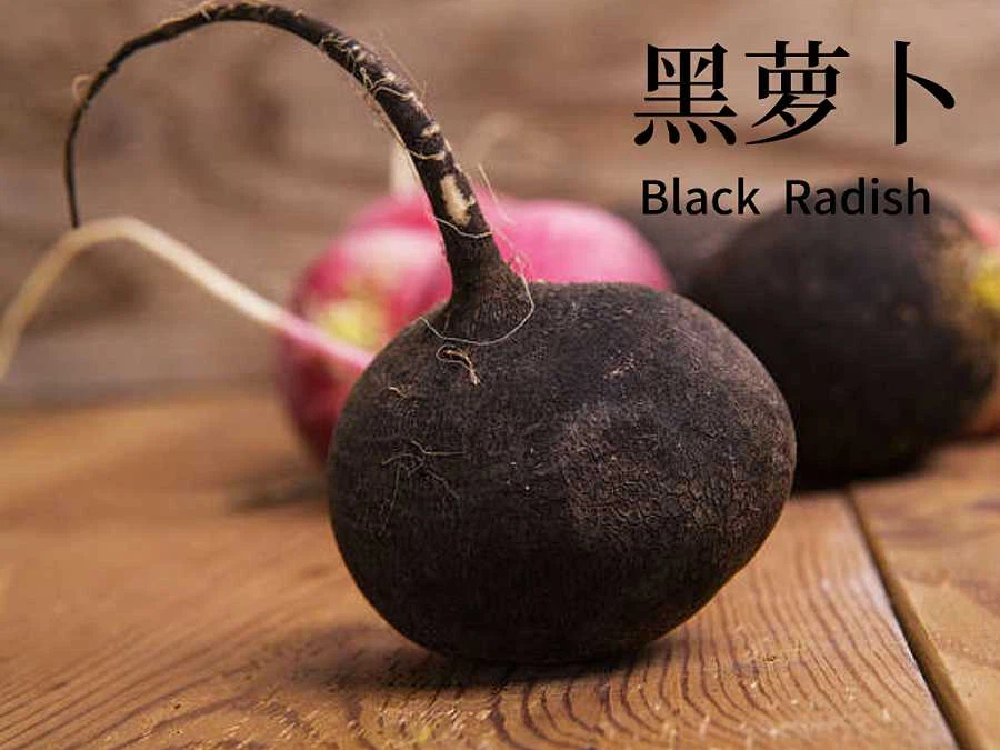 lonierherb Black Radish Extract Supplier lonierherb Black Radish Extract Supplier