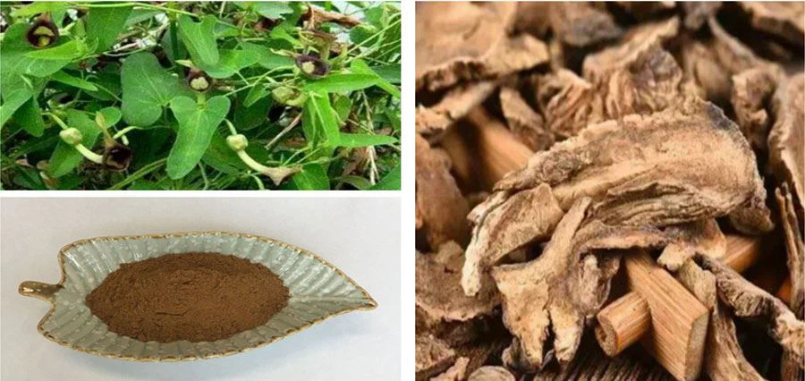 lonierherb Costus Root Extract Powder lonierherb Costus Root Extract Powder