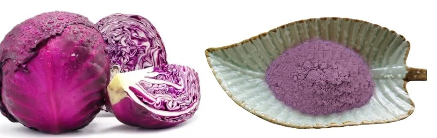 Purple Cabbage Powder Purple Cabbage Powder