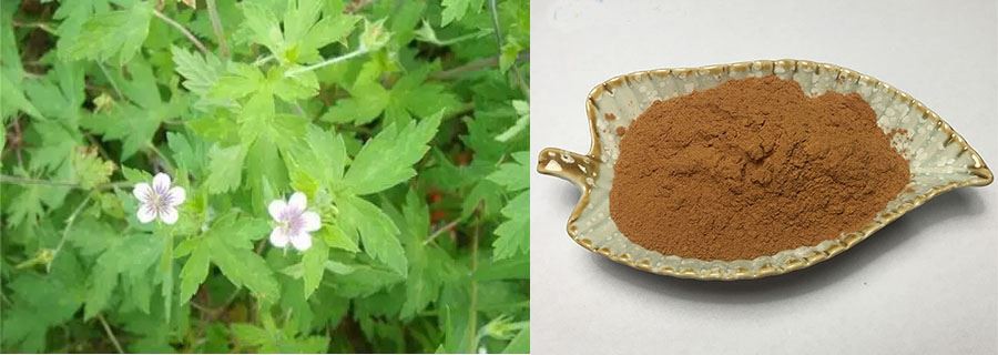 Hok Tong Grass Extract Powder