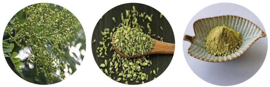 Sophora Japonica Extract Quercetin