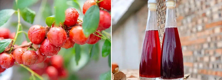 Chinese Dwarf Cherry Powder manufacturers