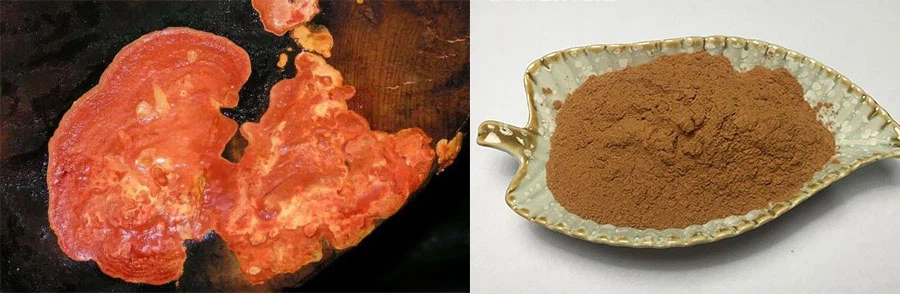 Antrodia Cinnamomea Extract factory