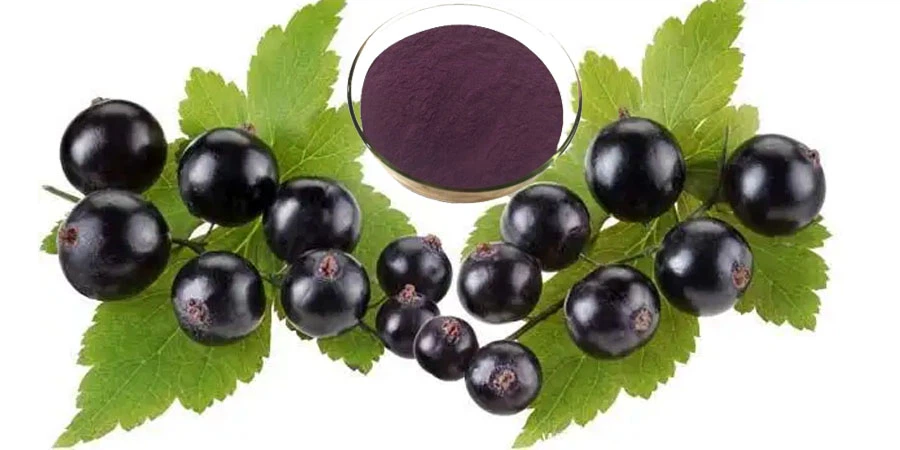 Black Currant Fruit Extract Black Currant Fruit Extract