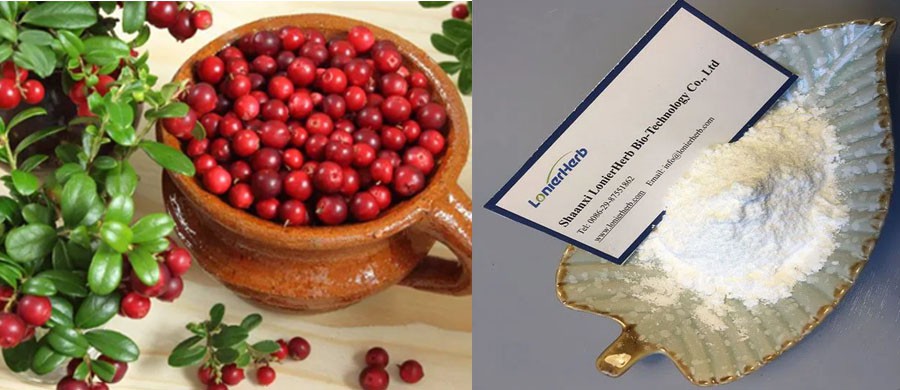 alpha arbutin powder price