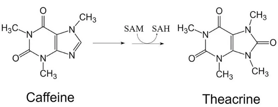 Theacrine vs Caffeine