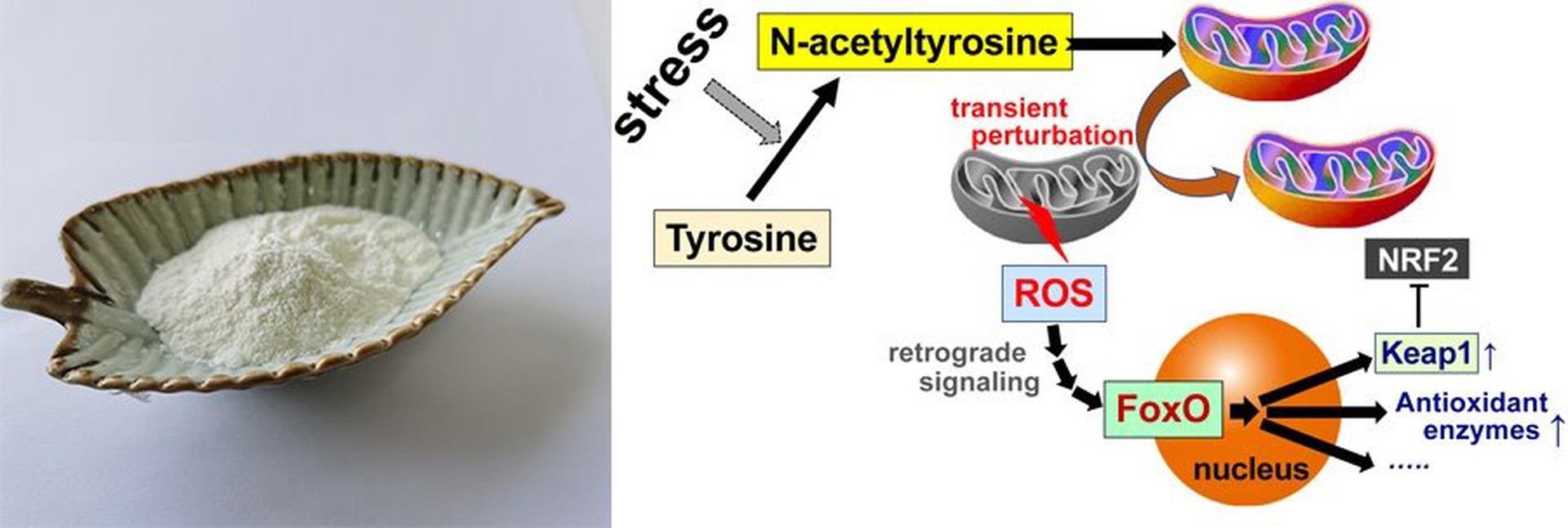 N-Acetyl-L-tyrosine NALT N-Acetyl-L-tyrosine NALT