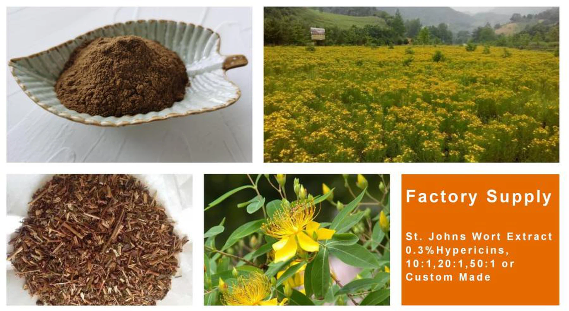 St. Johns Wort Extract St. Johns Wort Extract