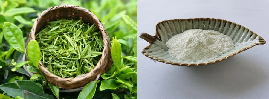 Lonierherb EGCG Green Tea Extract Lonierherb EGCG Green Tea Extract