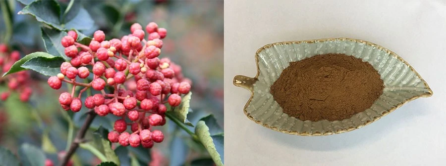 Natural Prickly Ash Extract Natural Prickly Ash Extract