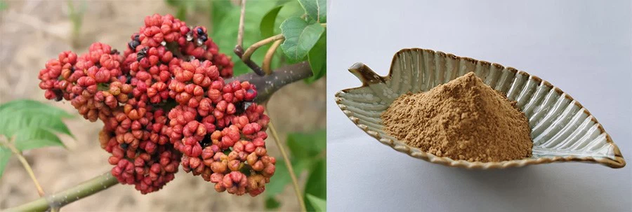 Evodia Rutaecarpa Extract Evodia Rutaecarpa Extract