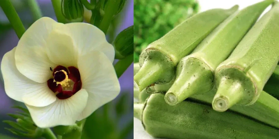 Okra Extract Okra Extract