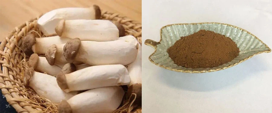 Pleurotus Eryngii Extract Pleurotus Eryngii Extract