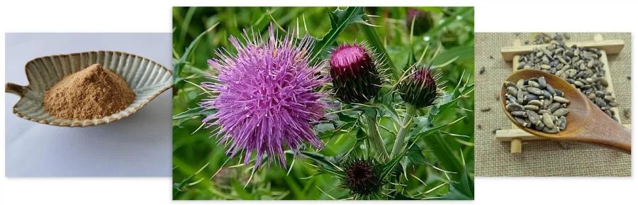 Silybum Marianum Extract