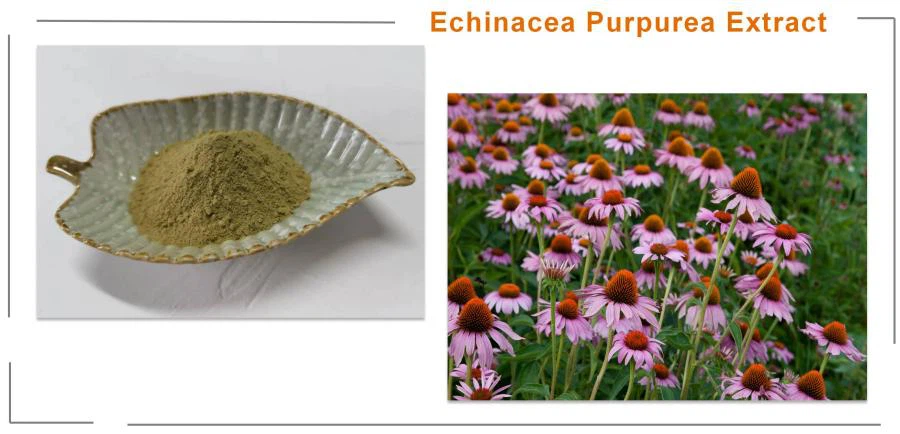 Echinacea Purpurea Extract,Echinacea Root Extract Powder