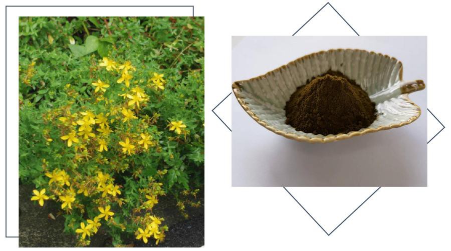 Lonierherb Hypericum Perforatum Extract Lonierherb Hypericum Perforatum Extract