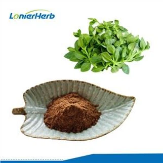 Andrographis Extract Powder