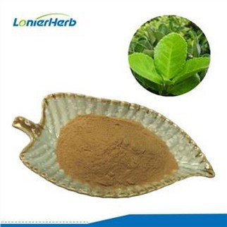 Holly Leaf Extract