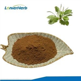 Plantago Lanceolata Extract