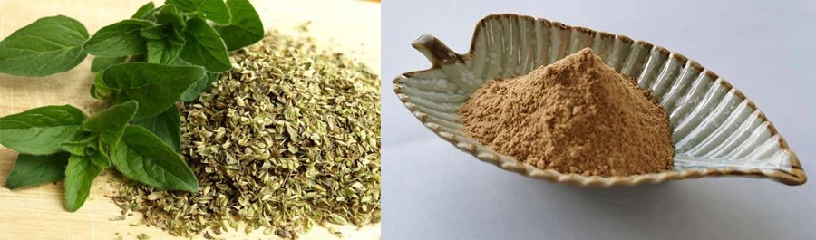 Oregano Extract Powder manufacturers Oregano Extract Powder manufacturers