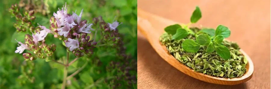 Oregano Extract Powder price Oregano Extract Powder price