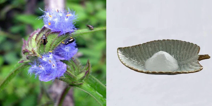 cyanotis arachnoidea extract suppliers cyanotis arachnoidea extract suppliers