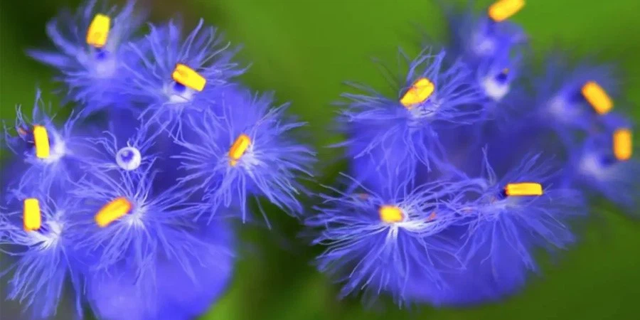 Beta-Ecdysone Beta-Ecdysone