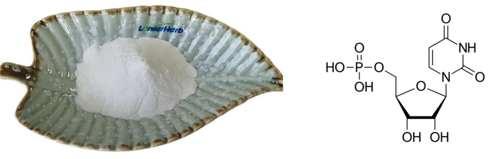 Lonierherb Uridine Monophosphate Powder Lonierherb Uridine Monophosphate Powder