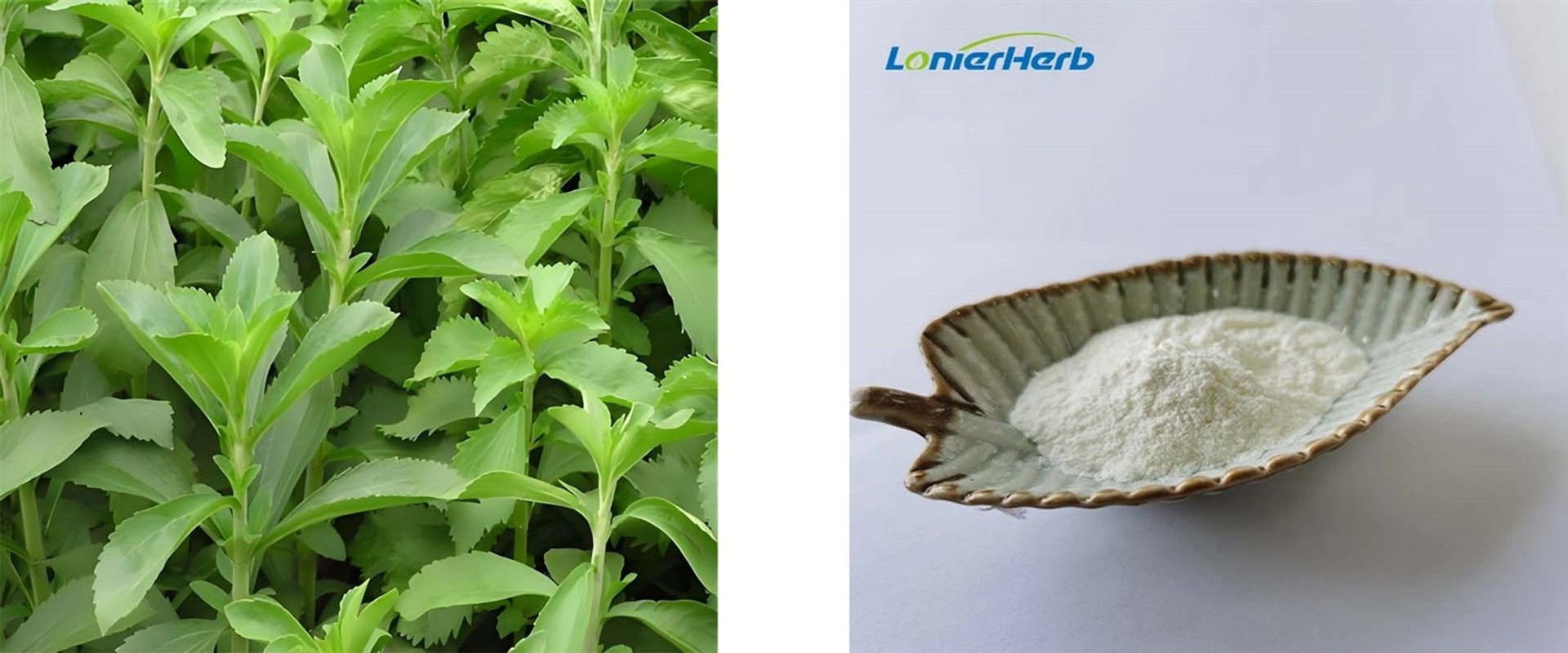 Stevia Leaf Extract Powder Stevia Leaf Extract Powder